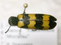 Meloidae