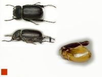 Hemictenius talukanus