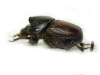 Onthophagus gibbulus