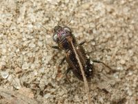 Notiophilus