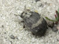 Byrrhus fasciatus