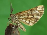 Bupalus piniaria