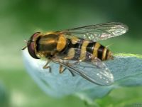 Syrphus vitripennis