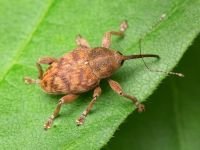 Curculio venosus