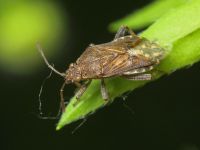 Stictopleurus punctatonervosus