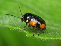 Cryptocephalus (Cryptocephalus) moraei