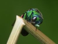 Chrysididae