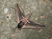 Sphinx ligustri