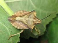 Carpocoris fuscispinus