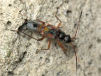 Beosus quadripunctatus