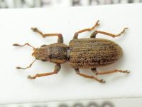 Sitona lineatus