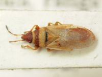 Oxycarenus (Euoxycarenus) pallens