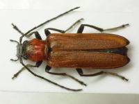 Anogcodes melanurus