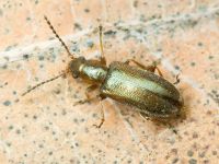 Orsodacne humeralis