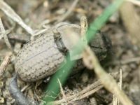 Opatrum sabulosum