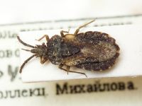 Aradus corticalis