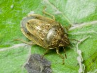 Neottiglossa leporina