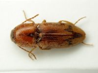 Elateridae