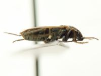 Xanthochilus quadratus