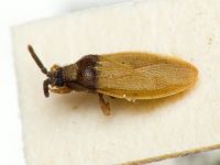 Catoplatus horvathi