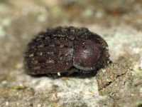 Aesalus ulanowsky