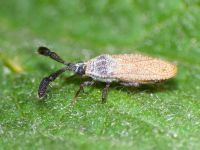 Copium teucrii