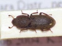 Lastrema verrucicollis