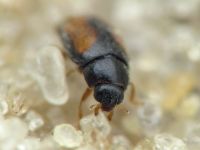 Nephus redtenbacheri