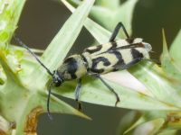 Chlorophorus varius