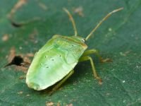 Acanthosoma haemorrhoidale