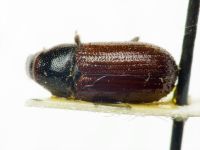 Tomicus minor