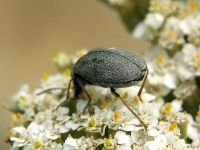 Mycterus tibialis