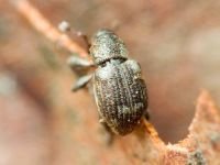 Tanysphyrus lemnae