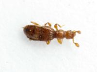 Trimium brevicorne