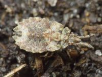Aradus depressus