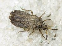 Aradus distinctus
