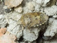 Rhaphigaster nebulosa