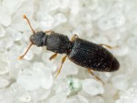 Monotoma brevicollis