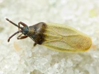 Catoplatus nigriceps