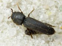 Melasis buprestoides