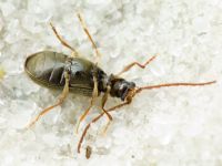 Ptinus rufipes