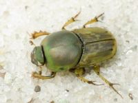 Euoniticellus fulvus