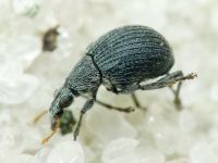 Oxystoma craccae