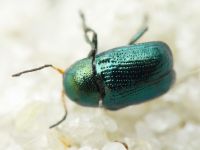 Cryptocephalus (Cryptocephalus) janthinus