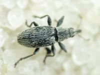 Squamapion elongatum
