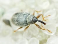 Acalyptus