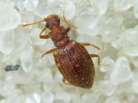 Stephostethus angusticollis