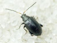 Phyllotreta diademata\astrachanica