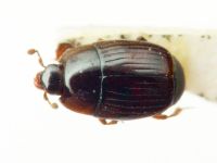 Carcinops misella