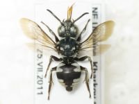 Hymenoptera